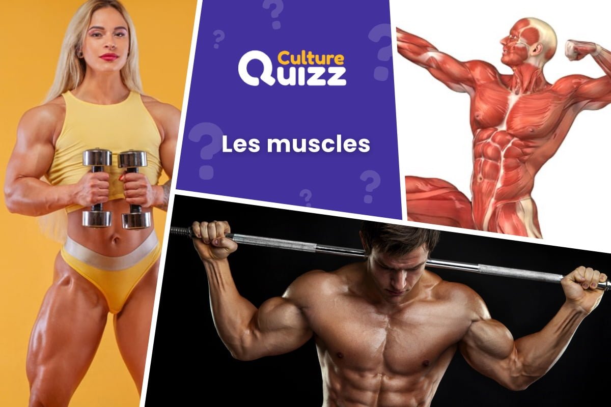 Quiz Muscles du Corps Humain - Quiz spécial sur les muscles - niveau difficile
