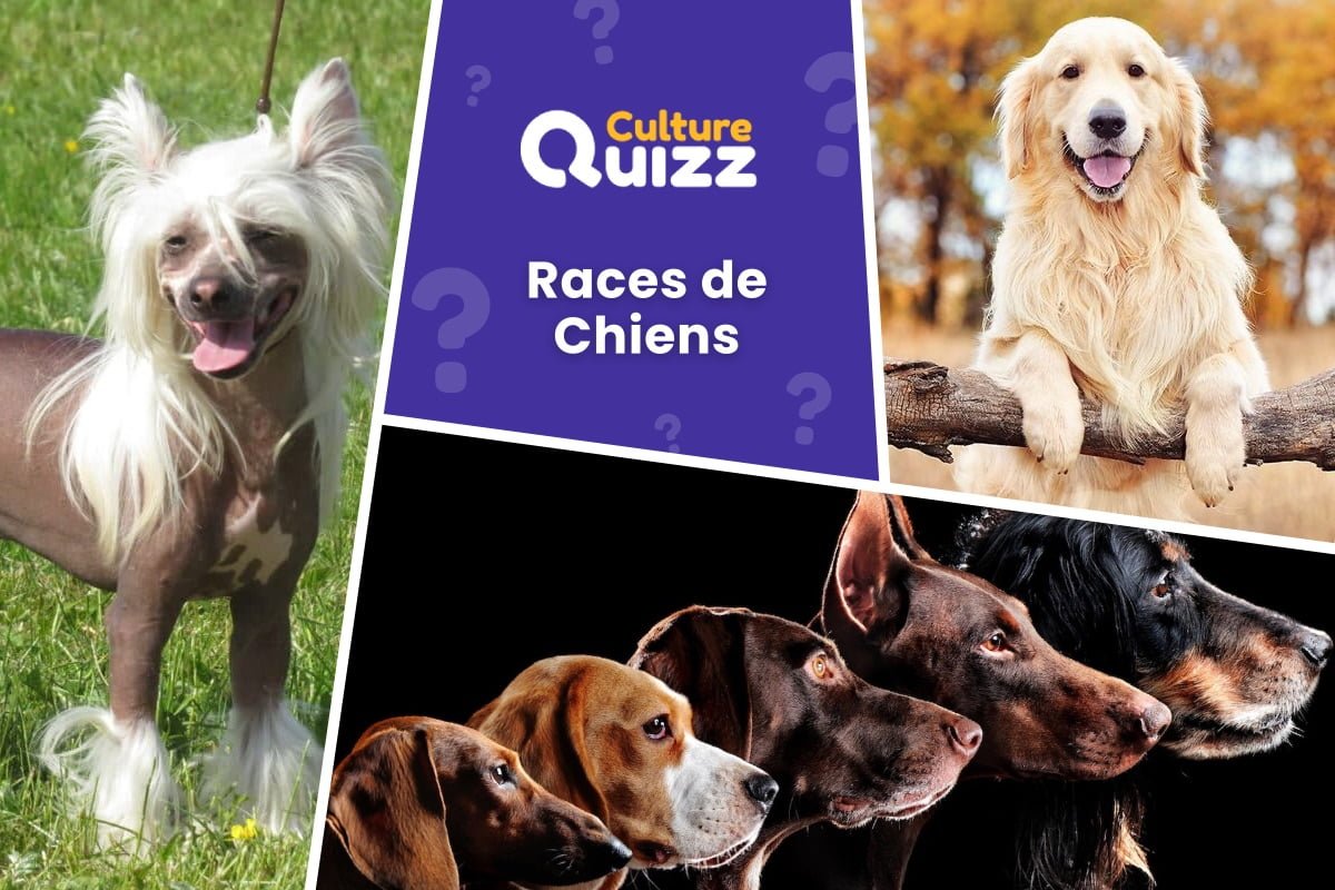 Quiz Identifiez les Races de Chiens #1 - Quiz spécial races de chiens - Quiz animalier
