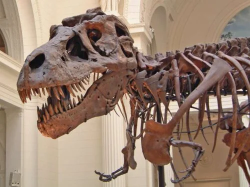 À quel prix record s’est adjugé le squelette du T-Rex Stan lors de la vente aux enchères de New York en 2020 ? 