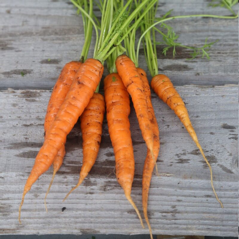 Au XVIIe siècle, les carottes n’étaient pas orange.
