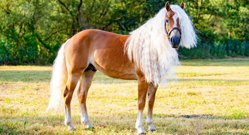 Quelle race de chevaux est caractérisée par une robe alezane et une queue blanche ? 
