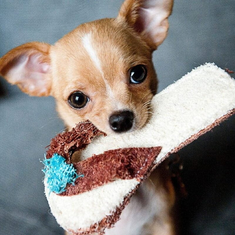 De quel pays est originaire le Chihuahua, le plus petit chien au monde ?