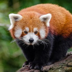Le Panda roux - Quel animal est appelé "Chat-ours" par les chinois et "Renard de feu" chez les anglais ?