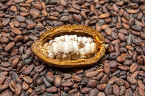 Quel est le nom de la chair blanche qui protège les fèves de cacao ? 