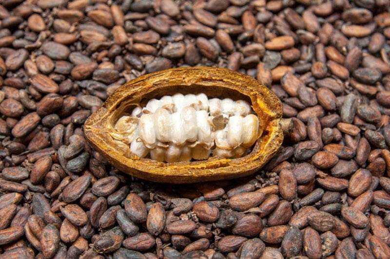 Quel est le nom de la chair blanche qui protège les fèves de cacao ?