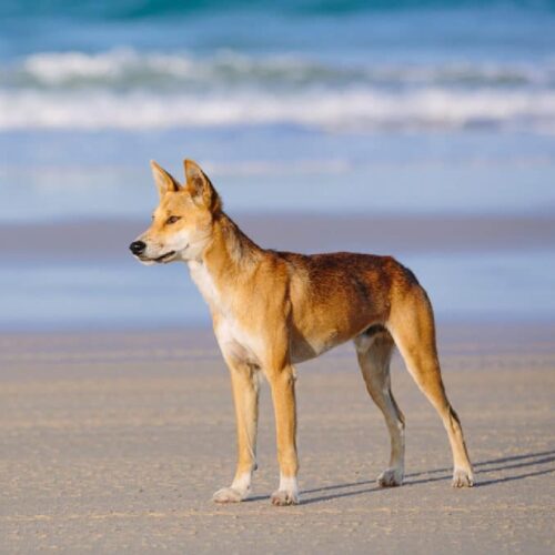 Quel nom est donné au chien sauvage qui vit en Australie ? 