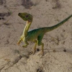 Un Compsognathus - Par quel dinosaure Denis Nedry se fait-il tuer ?