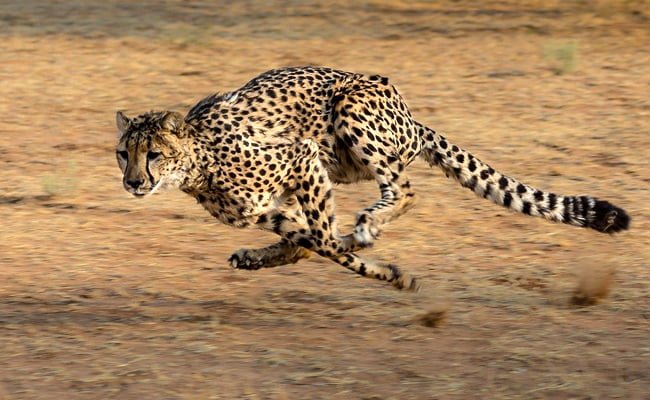 Quelle est la vitesse de pointe que peut atteindre le guépard ? 