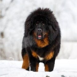 Mastiff Tibétain - Quelle race de chien est particulièrement utilisée pour les sauvetages en montagne ?