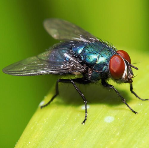Quelle est la durée de vie moyenne d’une mouche ? 