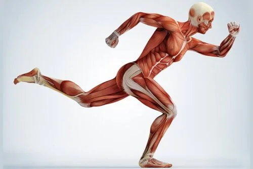 Des pieds à la tête, combien de muscles squelettiques le corps humain compte-t-il ? 