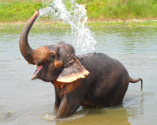 Combien de litres d’eau un éléphant sauvage peut-il boire par jour ?
