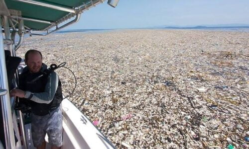 Dans quel océan se situe le 7ème continent, une surface flottante recouverte d’au moins 1800 milliards de tonnes de plastique ? 