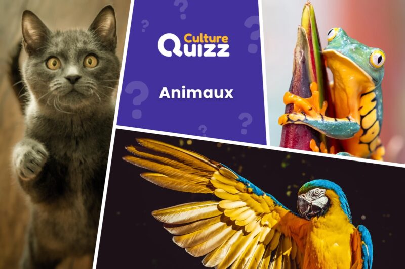 Quiz spécial animaux : 15 questions sur la vie animale