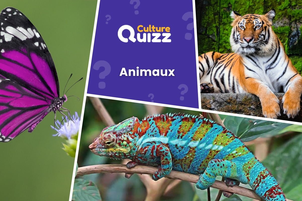 Quiz Animaux du Monde #2 - Quiz animalier - répondez aux questions sur les animaux