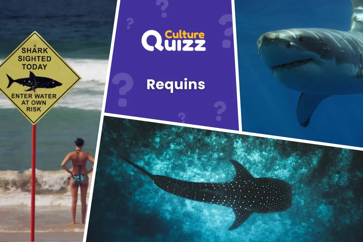 Quiz sur les Requins - Quiz spécial requins : répondez aux questions sur cet animal marin