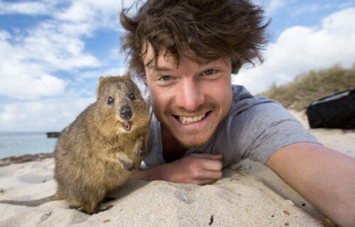 Sur quelle île australienne, l'animal nommé le quokka vit-il presque exclusivement ? 