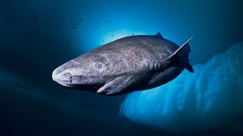 Quelle est la durée de vie du requin du Groenland, le seul à vivre dans les eaux polaires de l’Arctique ? 