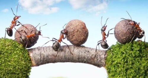 Quelle est la masse que peut soulever une fourmi ?