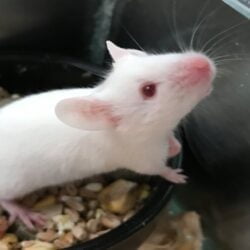 La souris blanche - Sous quel nom est aussi connu le cobaye ?