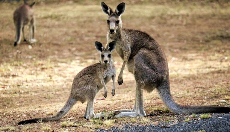 Quelle est la population estimée de kangourous en Australie ?